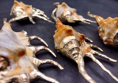 Silver-Plated Oranger Spider Seashell (1 Shell approx. 4+ inches)