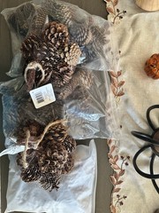 Natural Pinecone Lot Multiple Sizes Ranging From Small To Medium/Large