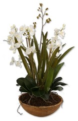 Uttermost 60039 Moth Orchid Planter n/a Botanical