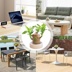 A Set of Green Plant Brazilian Wood Water Raise Lucky Wood Potted Tree Indoor US