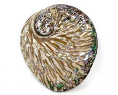 Polished Light Abalone Shells – Natural LARGE Iridescent Shells – Choose Size