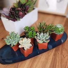 Multicolor Succulent Pack of 6 Live Indoor Plants Easy Care Home Decor New