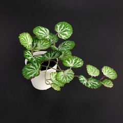 Ikea Fejka Artificial Potted Plant Green with Pot Indoor/Outdoor 4.5″ Height