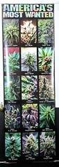 Americas Most Wanted Marijuana,Weed,Pot,cannabis DOOR poster 21″X62″NOS (b303)