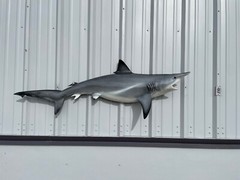 62″ Blacktip Shark Half Mount Replica – Quick Production