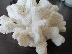 White Faux Coral Cauliflower Medium 4 x 7 In. Coastal Decor Contemporary Display