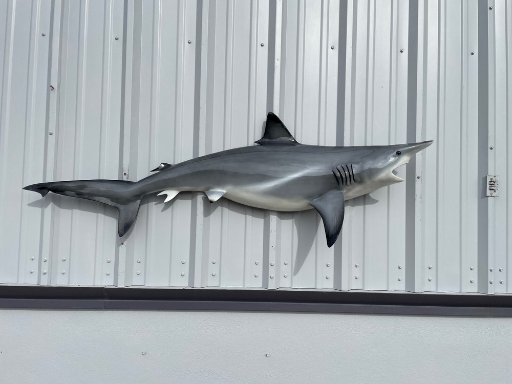 62″ Blacktip Shark Half Mount Replica – Quick Production