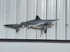 62″ Blacktip Shark Half Mount Replica – Quick Production