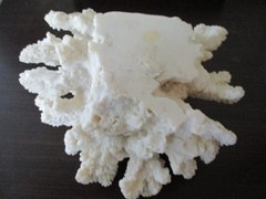 White Faux Coral Cauliflower Medium 4 x 7 In. Coastal Decor Contemporary Display