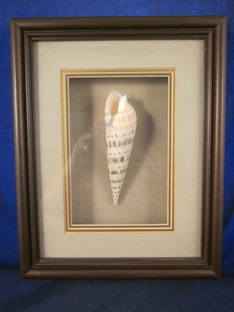 J & E Shellart Marlinespike Framed Shell Shadow Box 10.75″ x 8.75″ x 2″ EXC