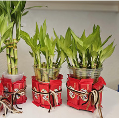 Lucky Bamboo + FREE Chocolates for Sweet Fortune! Bring Home Luck & Choco Bliss!