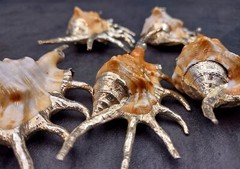 Silver-Plated Oranger Spider Seashell (1 Shell approx. 4+ inches)