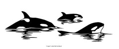 Sea Fauna – Orca Pack #7 – Outdoor Window Die Cut Decal Vinyl Sticker 6Yrs Film