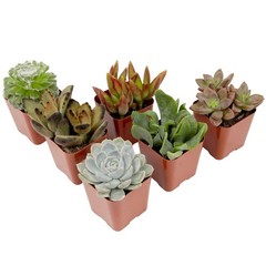 Multicolor Succulent Plants Live Indoor Pack of 6 Easy Care Grower Pots New