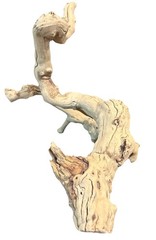Natural Driftwood Sculpture 12″x9.5″ Organic Abstract Coastal Home Decor