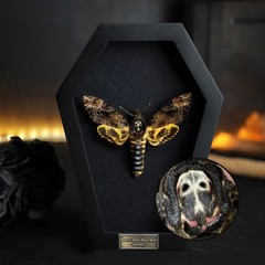 Goth Gifts Christmas Real Death Head Moth Framed Curiosity Oddities Decor Art