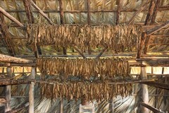 Tobacco Leaves Drying in Organic Farm in Cuba Photo Photograph Poster 36×24