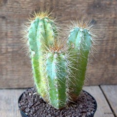 D7089 CEREUS AZUREUS VARIEGATED pot10-H13-W8 cm MaMa Cactus