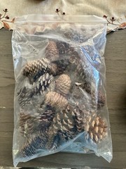 Natural Pinecone Lot Multiple Sizes Ranging From Small To Medium/Large