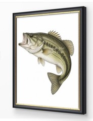 Bass Fish Animal Illustration Matte Paper Print Multicolor Wall Decor (No Frame)