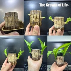 A Set of Green Plant Brazilian Wood Water Raise Lucky Wood Potted Tree Indoor US