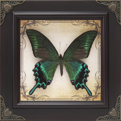 Handmade Real Butterfly Framed with 5 Pieces Gift Set – Gothic Home Decor and Vi