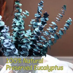 (16Pcs) Preserved-Dried-Eucalyptus-Stems,17″ Real Natural Eucalyptus Plant Live