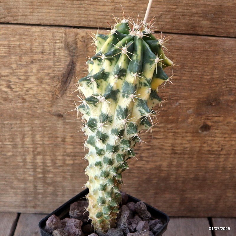D4981 FEROCACTUS HYBRID VARIEGATED pot9-H22-W8 cm MaMa Cactus
