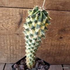 D4981 FEROCACTUS HYBRID VARIEGATED pot9-H22-W8 cm MaMa Cactus