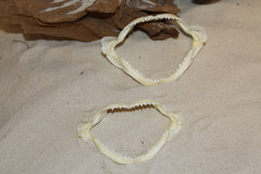 1-SMALL SHARK JAW,4″ -5″,Coastal Home Decor,Shark Collectors Gift, SS-393