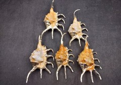 Silver-Plated Oranger Spider Seashell (1 Shell approx. 4+ inches)