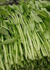 50+Green Stem KongXin Cai Seeds Ong Choy Rau Muong water spinach Vegy seeds USA
