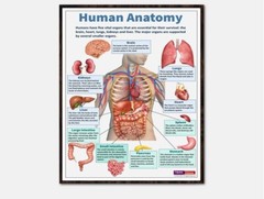 Human Biology, Human Anatomy, Science Poster, Middle School Poster No Frame