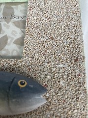 Fishing Picture Frame with Shells & Sand – 3×3 Nautical Fish Desktop
