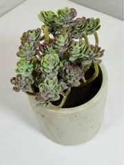 The Divine