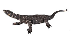Lizard Lace Monitor Life Size Resin Statue Reptile Animal Theme Display Prop