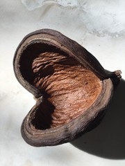 1pc Fall Pod Dried Decor 6 Inches