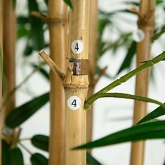 12’ Artificial Bamboo Tree with Natural Bamboo Trunks. Retail $629