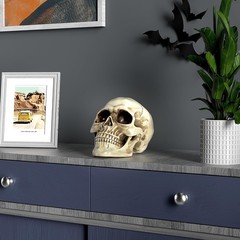 READAEER Life Size Resin Skull, Large Size Adult Skull Head Model for Home Decor
