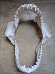 Great White Shark Jaw Model