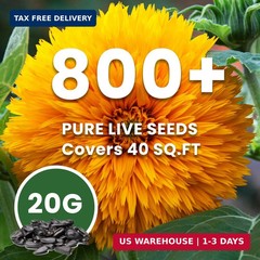 800+ Giant Teddy Bear Sunflower Seeds – Fluffy Double Yellow Petals – Extra Larg