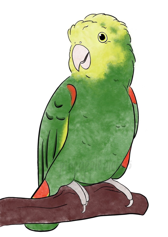 Double Yellow Headed Amazon Parrot Sticker