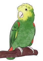 Double Yellow Headed Amazon Parrot Sticker