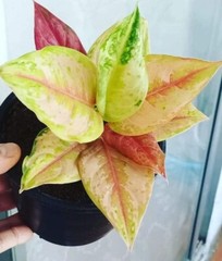 Aglaonema «light of diamond live indoor house plants easy care.