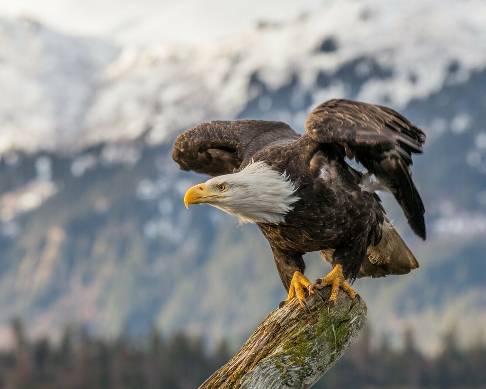 BALD EAGLE Wall Print Photo Poster american usa bird freedom US