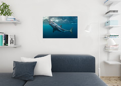 Great White Shark with Jaws Open Photo Art Print Poster 24×36 inch