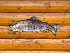 Rainbow Trout Replica – 26 Inch 2D Realistic Trout Fish Art, Rustic Wall Decor