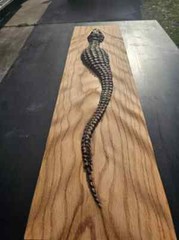 Antique Polished Crocodile, Abstract Wood Sculpture, Modern Wall Decor Art Gift