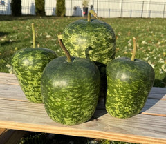10 Apple Gourd Seeds. Ships free