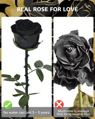 Black Preserved Roses for Delivery – Single Flower Gifts for Her